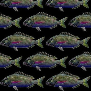 Dentex fish in neon outlines. 