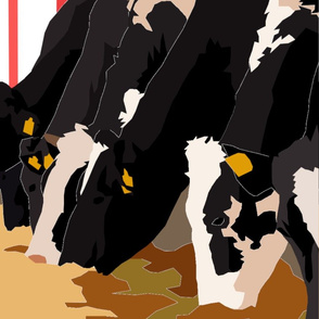 dairy cows