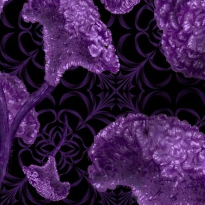 Velvet purple cockscomb (Celosia cristata)