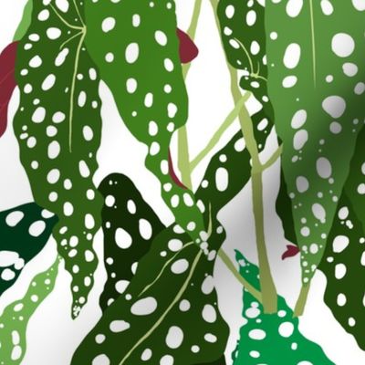 Polka Dot Begonia Leaves in White