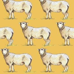 NZ Sheep Drought
