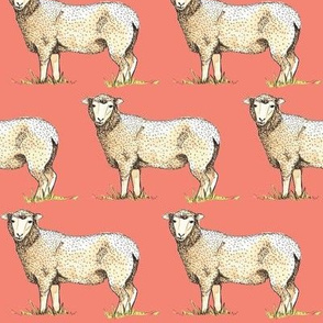 Sheep are just peachy