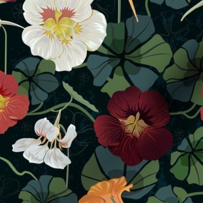 Garden Nasturtium