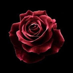 Red Red Rose 