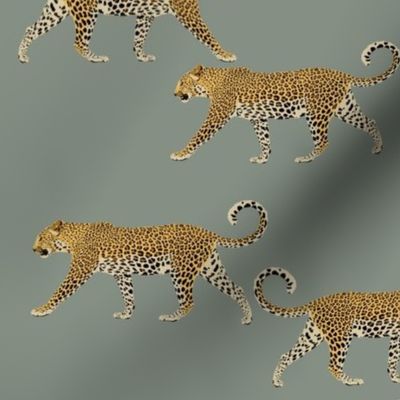 Leopards on cool grey