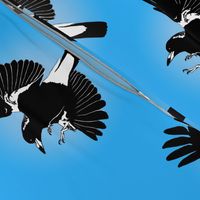 'Bird of the Year' Magpie learns to fly, by Su_G_©SuSchaefer