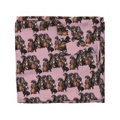 Dachshunds fabric