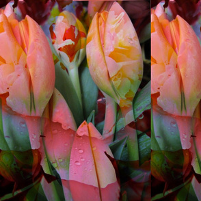 Moody Florals -  Tender Tulips