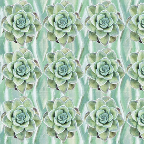 Desert Succulents on Mint 