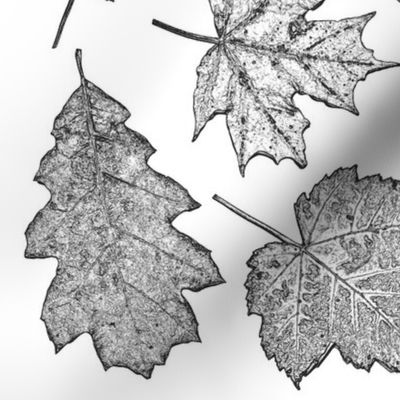 leaf etchings - black and white