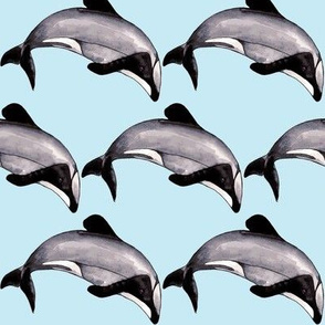 Maui Dolphin Baby Blue