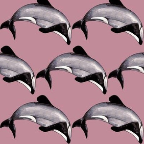 Maui Dolphin Endangered