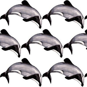 Maui Dolphin Monochrome