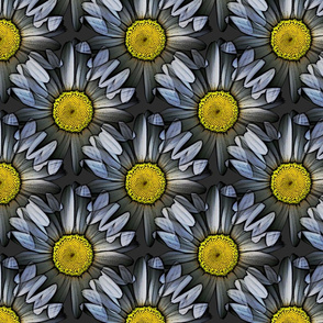 Bold Daisies