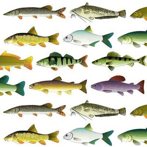 10 European Freshwater Fishes