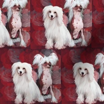 Chinese Crested dogs