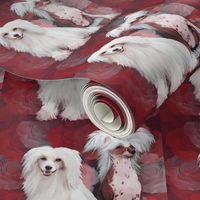 Chinese Crested dogs