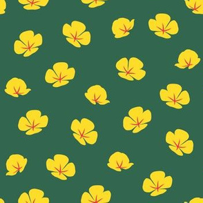 Desert Poppies on dark green