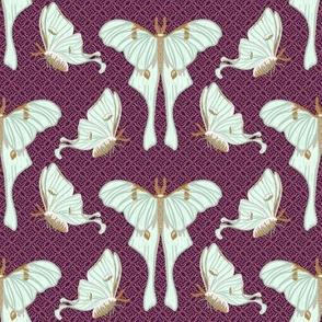 Luna moth collection 