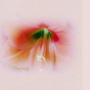 Pink Amaryllis Blossom 42x36