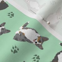 Tiny merle and black Cardigan Welsh Corgi - green