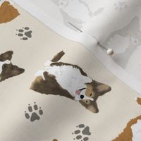 Tiny fluffy Cardigan Welsh Corgi - tan