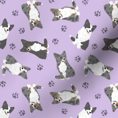 Tiny fluffy merle and black Cardigan Welsh Corgi - purple