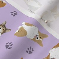 Tiny Pembroke Welsh Corgi - purple