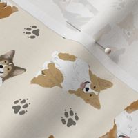 Tiny fluffy Pembroke Welsh Corgi - tan