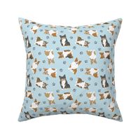 Tiny fluffy Pembroke Welsh Corgi - blue