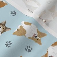 Tiny fluffy Pembroke Welsh Corgi - blue