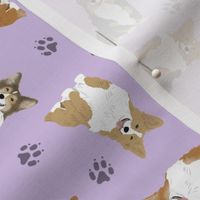 Tiny fluffy Pembroke Welsh Corgi - purple