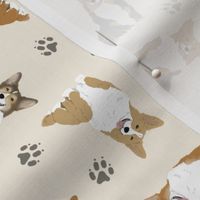 Tiny tailed Pembroke Welsh Corgi - tan