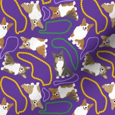 Tiny tailed Pembroke Welsh Corgi - Mardi Gras