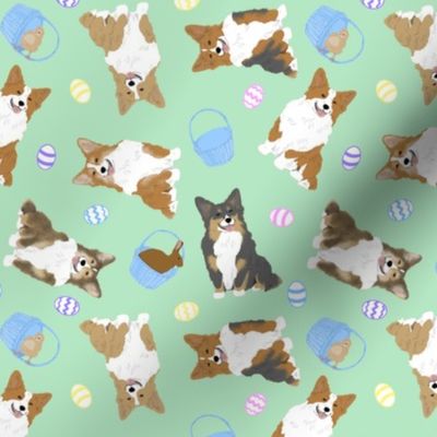 Tiny fluffy tailed Pembroke Welsh Corgi - Easter