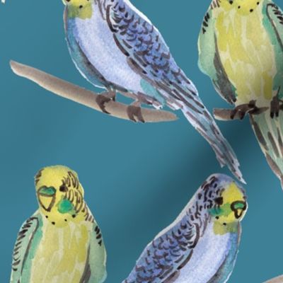 budgies BLUE