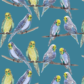 budgies BLUE