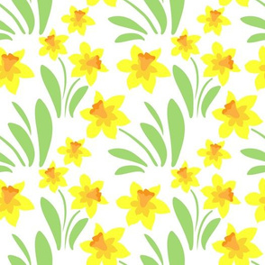 daffodils on white