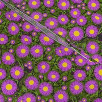 Asters in the light - Purple w/ yellow centers  