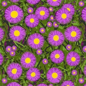 Asters in the light - Purple w/ yellow centers  