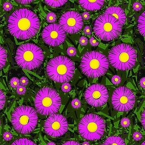 Asters in the Night- Purple - yellow centers  