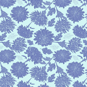 Chrysanthemum blue