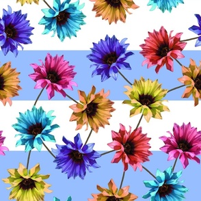 Neon gazanias - blue and white