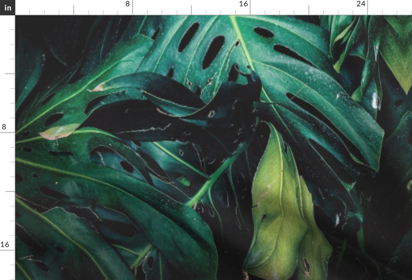 tropical monstera leaves