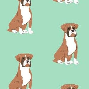 Sweet brown Boxer dog on mint background