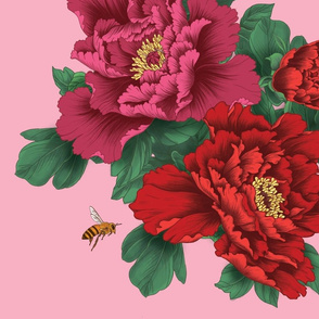 Large scale Pink and Red Peony Flowers on Pink Background