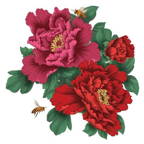 Pink and Red Peony Flowers on White - Smaller Size