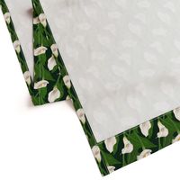 White Calla Lily Flowers - Smaller Print