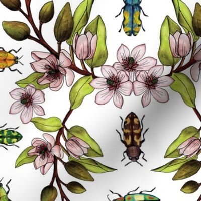 Jewel Beetles - Insect Pollinators with Magnolia Figo/Banana Shrub Flowers