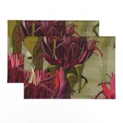Maximalist- The Gymea Lily